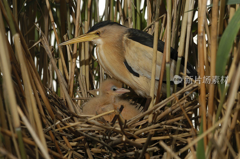 巢中的小麻鳽(Ixobrychus minutus)